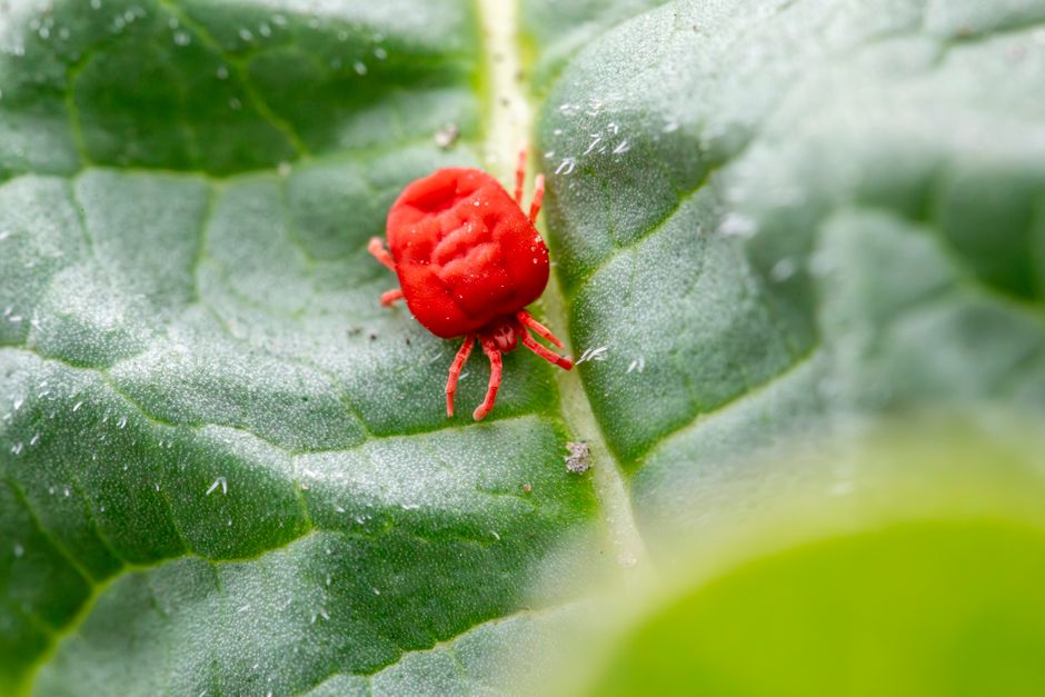 How Do I Identify and Treat Mites in My Home Safely?
